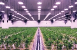 Surge Amid Strategic Expansion in Canadian Cannabis Market