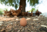 Hemp Seed Meal Set to Transform Egg-Laying Hen Feed Industry