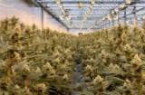 Greenway Greenhouse Cannabis Corporation Appoints Kyle Appleby as New CFO