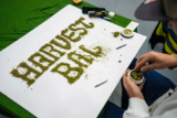 Iconic Harvest Ball Axed: A Crushing Blow to NorCal’s Struggling Cannabis Artisans