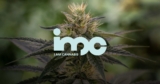 IM Cannabis Corp: Strategische Bewegungen und finanzielle Trends in Q1 2024