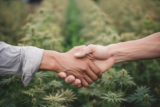 Lucy Scientific Snaps Up High Times’ Goldmine IP: Is This the Deal that Changes Cannabis Forever?