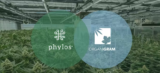 Revolution in Cannabis Genetics: Organigram and Phylos Bioscience’s Game-Changing Millionaire Deal Unlocks Future of High-Tech Cultivation