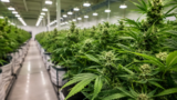 SNDL Completes Parallel Acquisition, Expanding U.S. Medical Cannabis Footprint