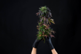 Die Wahrheit über Handschuhe in der Cannabis-Industrie – Warum Ihre Wahl wichtig ist