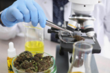 Virginia Tech Researchers Dive into Groundbreaking Cannabinoid Studies with $600K USDA Grant