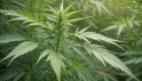 U.S. Hemp Industry Sees Remarkable Growth