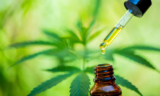 The Best Affordable CBD Oils on the Market in October 2025