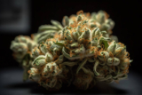 The Best THC-P Flowers on the Market in October 2025