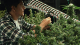 Optimizing Industrial Marijuana Cultivation: Best Guide to Grow Room Setup