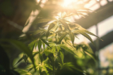 How to Identify A Hemp Plant: A Guide for Accurate Recognition