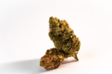Indica Vs. Sativa: What To Expect From Cannabis’ Dynamic Duo