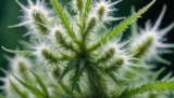 Cannabis Trichomes: What Are They And What Do They Do?