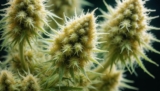 Guide: What Do Trichomes Look Like When Ready To Harvest?